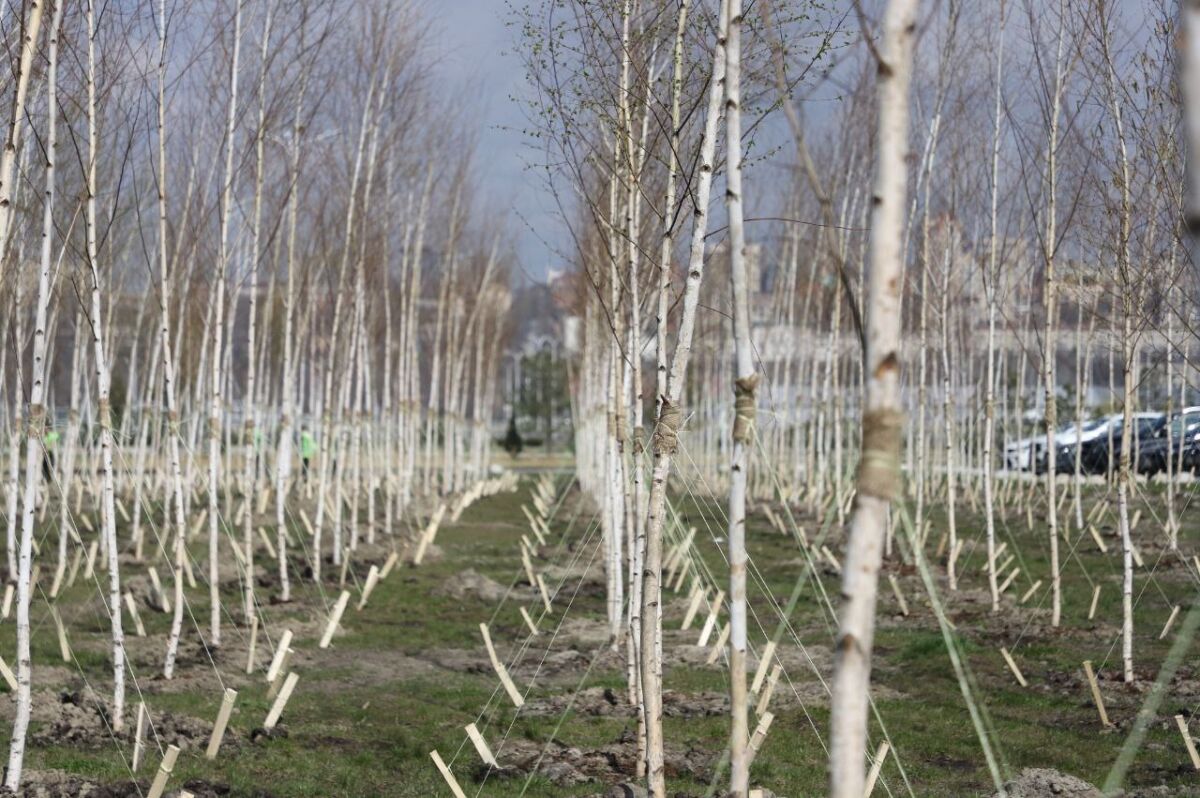 Хатламаджиян: в Ростове приживаются не более 20% компенсационных посадок - фото 1