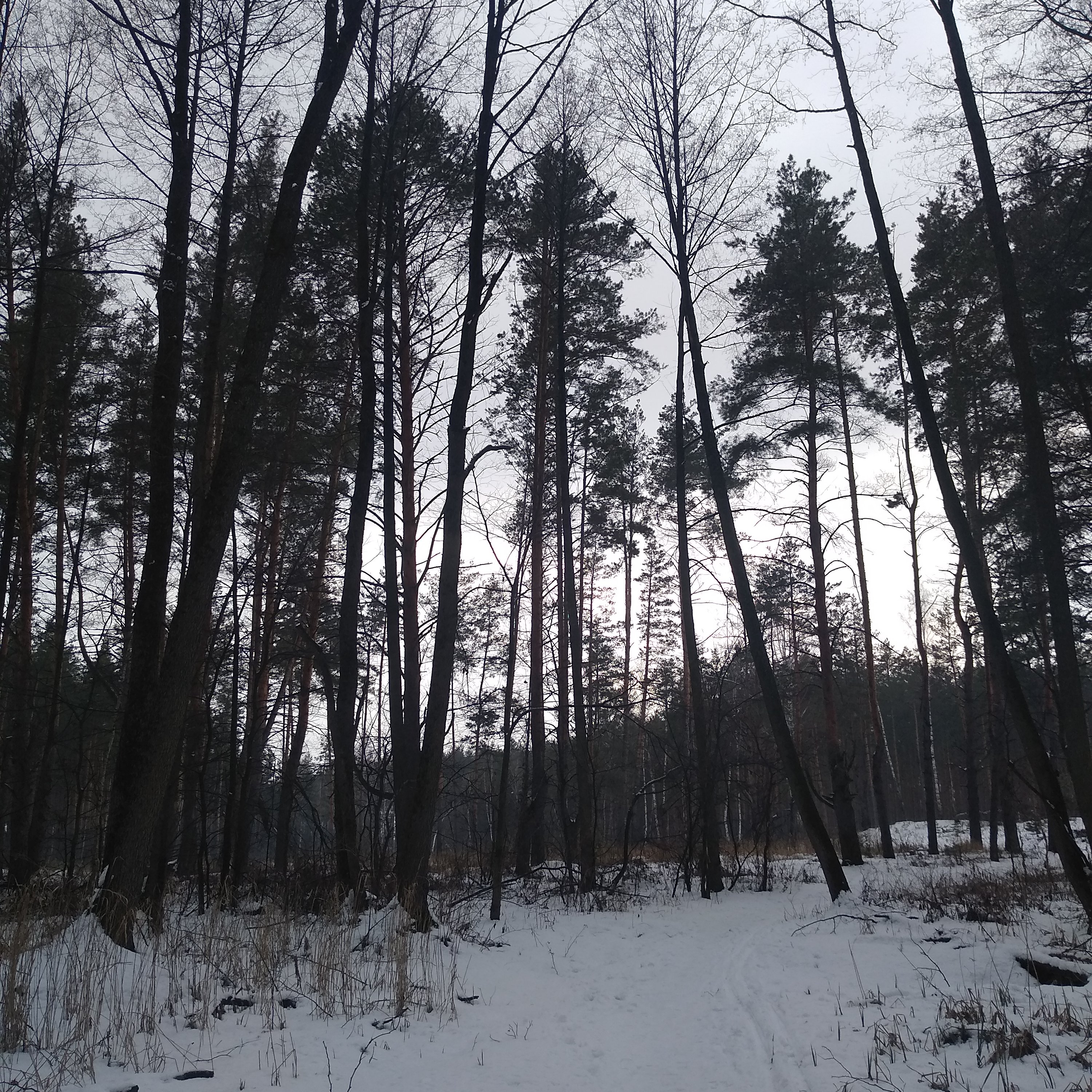 Больше 2,5 тысяч аварийных деревьев вырубят в Воронежской области  - фото 1