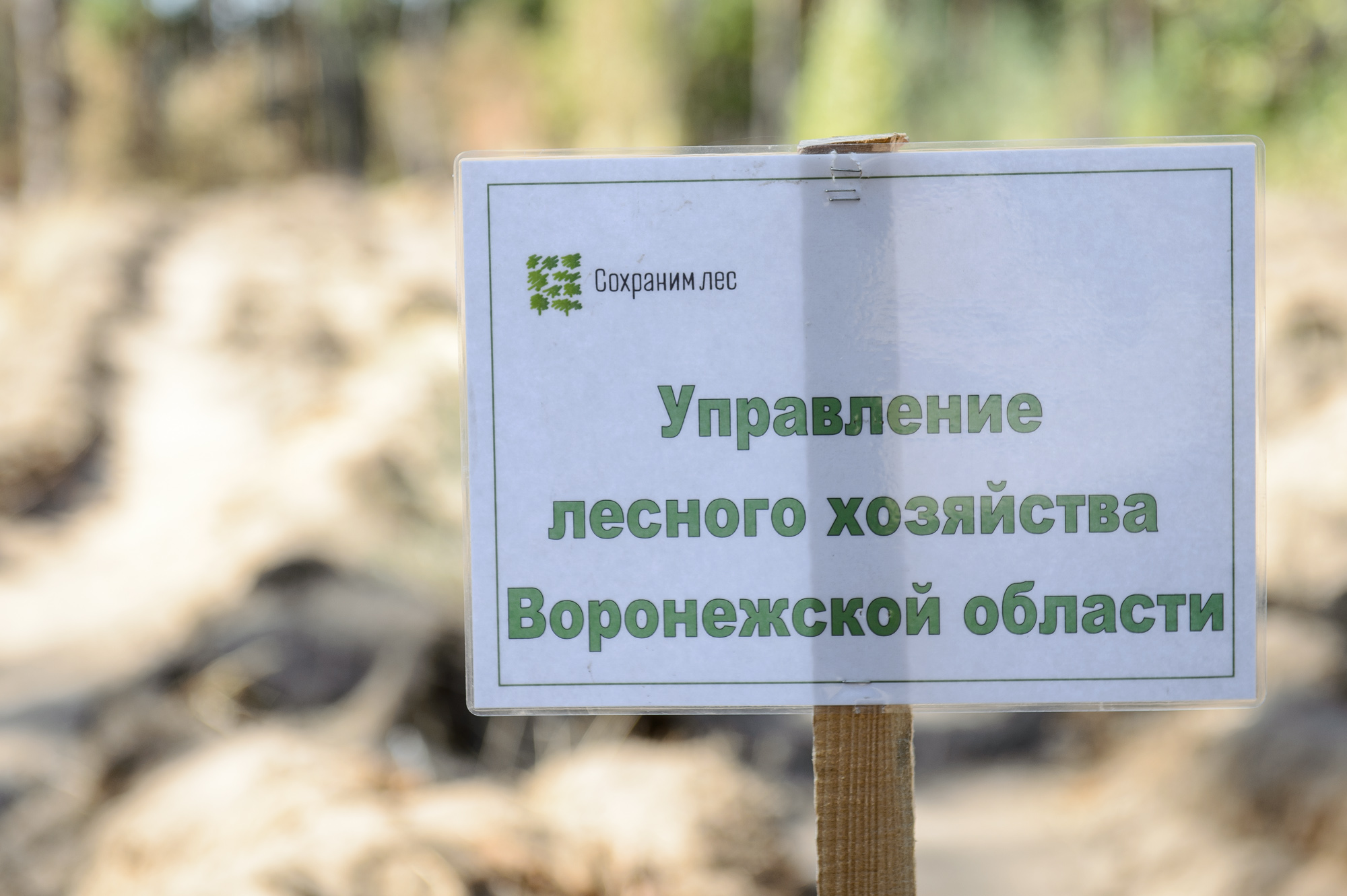 Более 4 млн деревьев высадят в Воронежской области в 2020 году - фото 1