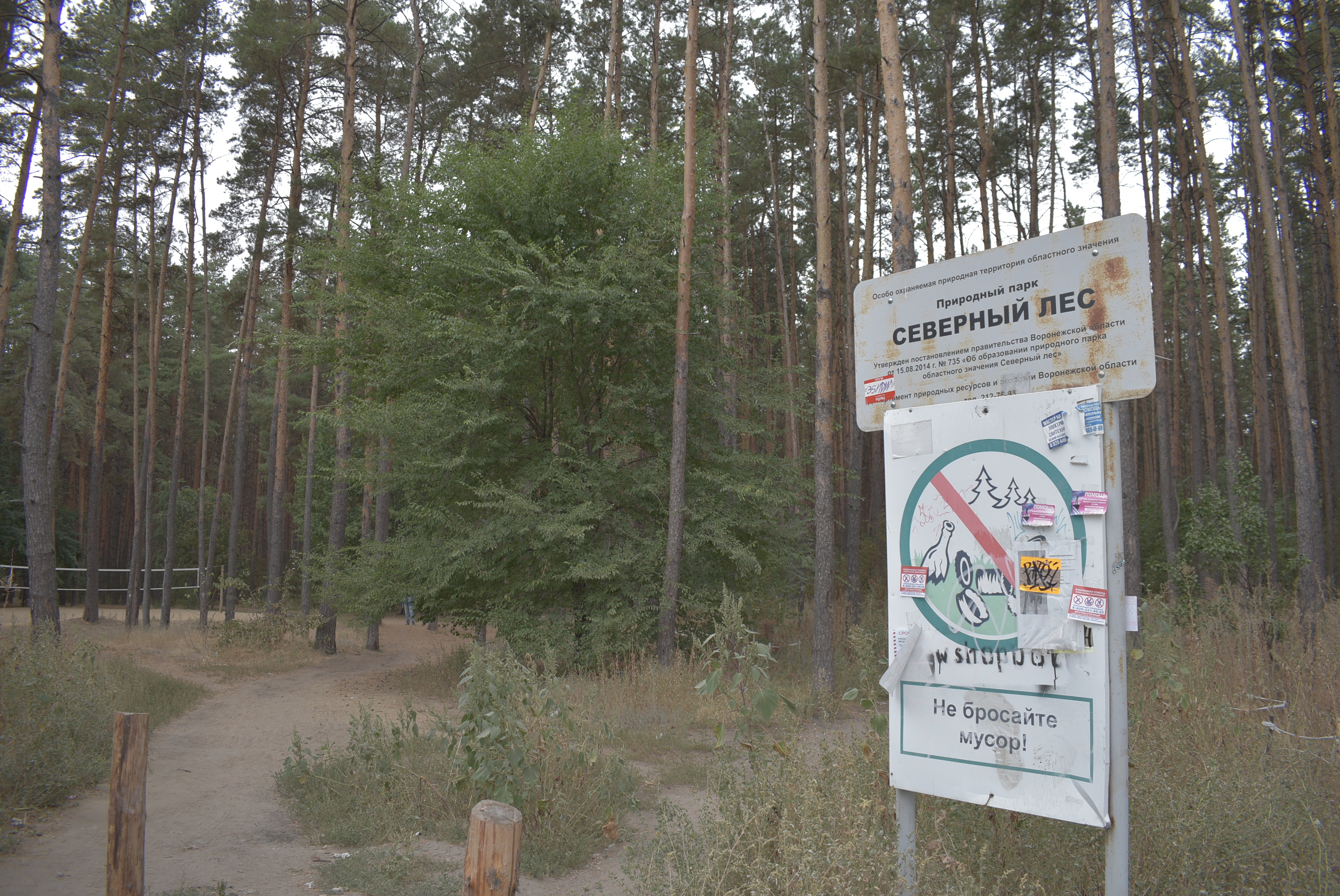 «Северный лес» сделают зоной тихого отдыха в Воронеже - фото 1
