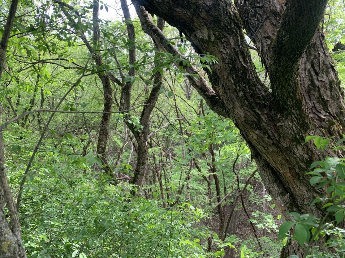 В Аксае Ростовской области опасный вредитель златка погубила городские ясени - фото 1